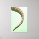 Suche nach eidechse leinwandbilder Skalen