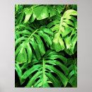 Suche nach philodendron poster Dschungel