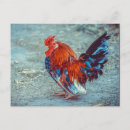 Suche nach roter hahn poster Bunt