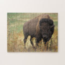Suche nach büffel puzzle Bison