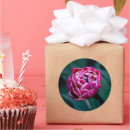 Suche nach rosa tulpen aufkleber Fotografie