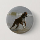 Suche nach boxer hunde buttons Foto