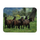 Suche nach mustang magnete Reiter