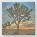 Suche nach joshua baum untersetzer Mojave nationalpark