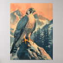 Suche nach gyrfalcon poster Raubvogel