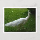 Suche nach white peacock poster Natur