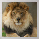Suche nach majestätischer löwe poster König des dschungels