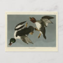 Suche nach duecker postkarten Vogelvogel