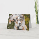 Suche nach australian shepherd karten Welpe