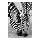 Suche nach zebra foto poster Wohngestaltung
