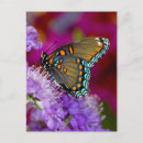 Suche nach papilio postkarten Blume