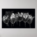 Suche nach tulip poster Tulpen