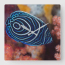 Suche nach oceanlife Fish