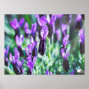 Suche nach lavendel blumen poster Blumenreich