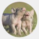 Suche nach ferkel aufkleber Schwein