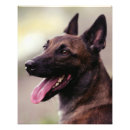 Suche nach malinois poster Schäferhund