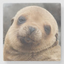 Suche nach galapagos untersetzer Ecuador