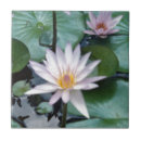 Suche nach rosa lilie fliesen Teich