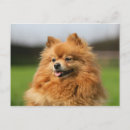 Suche nach zwergspitz poster Foto