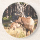 Suche nach elch untersetzer Wild