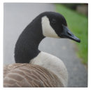 Suche nach gans fliesen Vögel