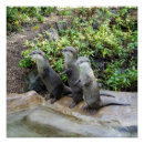 Suche nach otter poster Tierwelt
