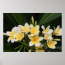 Suche nach frangipani poster Blume