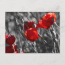 Suche nach rote mohnblume postkarten Wildblumen
