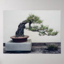 Suche nach pine forest poster Tree