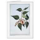 Suche nach muskatnuss postkarten Botanisch