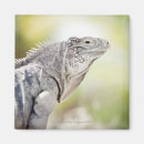 Suche nach leguan magnete Reptilien