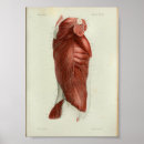 Suche nach torso poster Anatomisch