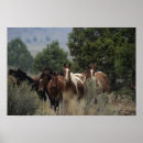 Suche nach mustang poster Equestrian