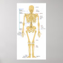 Suche nach skeletts poster Diagramm