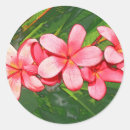 Suche nach frangipani aufkleber Grün