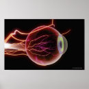 Suche nach blutgefäße poster Bild