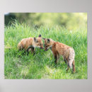 Suche nach fleisch fressendes tier poster Wild lebende tiere