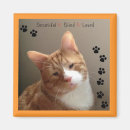 Suche nach blind magnete Katze