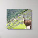 Suche nach lama leinwandbilder Peru