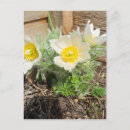 Suche nach glocken blumen postkarten Blüte