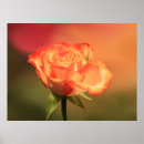 Suche nach weicher hintergrund poster Blume