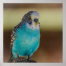 Suche nach budgerigar poster Tier