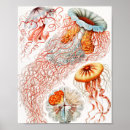 Suche nach vintage quallen poster Kunstformen der natur