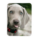 Suche nach zunge magnete Hund