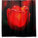 Suche nach feuer blume Tulpe