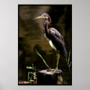 Suche nach egretta Heron