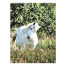 Suche nach graues pony poster Ponys