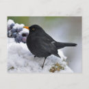 Suche nach schneebälle postkarten Foto