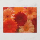 Suche nach orange gerbera postkarten Durchtränkt