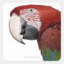 Suche nach auf der ganzen welt aufkleber Vögel